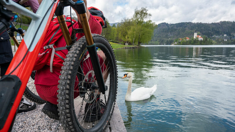 Mountainbiker blicken auf Schwan im Bleder See © Mojca Odar, Turizem Bled